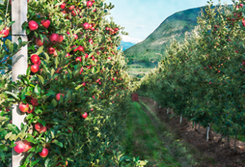 Fruit growing