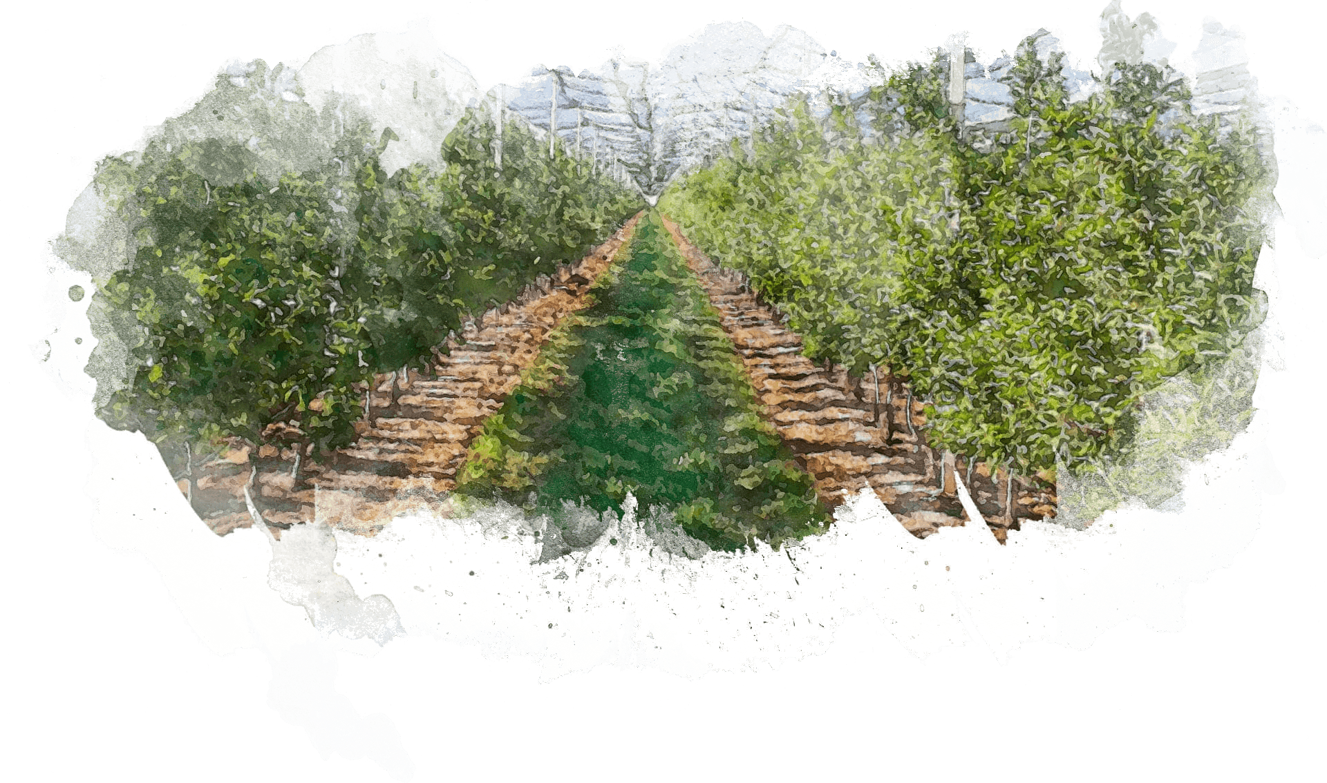 Complex Solutions For Protective Facilities In Orchards And Vineyards